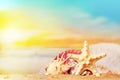 Seashells and starfish on seashore in tropical beach - summer holiday background Royalty Free Stock Photo