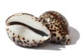 Seashells Tigris Cowrie Royalty Free Stock Photo