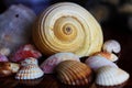 Seashells are tiny treasures, each one completely unlike any other.