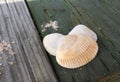 Seashells Royalty Free Stock Photo
