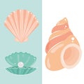 seashells tropical icons