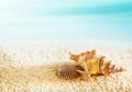 Seashells on a tropical seashore