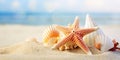 Seashells on a tropical seashore Royalty Free Stock Photo