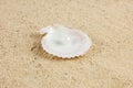 Seashells und pearl on sand holidays Royalty Free Stock Photo
