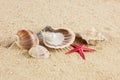 Seashells und starfish on sand beach postcard Royalty Free Stock Photo