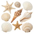 Seashells vector element Royalty Free Stock Photo