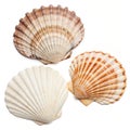 Seashells vector element Royalty Free Stock Photo
