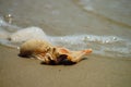 Seashells washed ashore on Beach