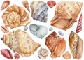 Seashells watercolor, hand drawn illustrations isolated on white background. Summer sea clipart Royalty Free Stock Photo