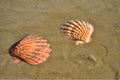 Seashells in wet beach sand, Baja, mexico Royalty Free Stock Photo