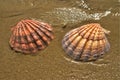 Seashells in wet beach sand, Baja, mexico Royalty Free Stock Photo