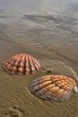 Seashells in wet beach sand, Baja, mexico Royalty Free Stock Photo