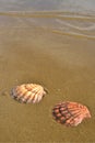 Seashells in wet beach sand, Baja, mexico Royalty Free Stock Photo