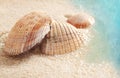 Seashells in the wet sand Royalty Free Stock Photo
