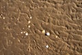 Seashells on Wet Sand Creating a Natural Beach Texture Royalty Free Stock Photo