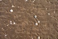 Seashells on Wet Sand Creating a Natural Beach Texture Royalty Free Stock Photo