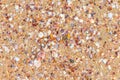 Seashells on wet sand on the shore background Royalty Free Stock Photo