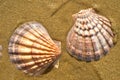 Seashells in wet beach sand, Baja, mexico Royalty Free Stock Photo