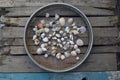 Seashells in Wheel on Wood Planks