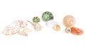 Seashells on white background