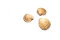 Seashells on white background Royalty Free Stock Photo