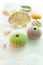 Seashells on white background