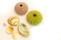 Seashells on white background