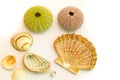 Seashells on white background