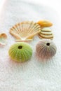 Seashells on white background