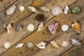 Seashells - Wooden Background