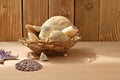 Seashells on a wooden table. Collection of sea mollusks Royalty Free Stock Photo