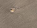 Seashore Background with s Scallop in the Sand Royalty Free Stock Photo