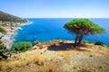 Seashore with beach and rocks and rocky slope of the Island of Elba in Italy. In the foreground a Mediterranean pine tree and a