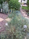 The seashore bed in a Gloucester garden