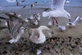 Seashore birds commotion