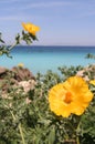 Seashore Flowers