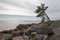 Seashore with large stones and pine tree on the stones Royalty Free Stock Photo