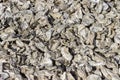 A seashore littered with oyster shells Royalty Free Stock Photo