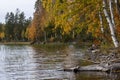 Seashore with a old tree trunk in the water and birches in autumn color in background