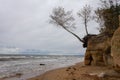 The seashore, the rock and the tree that holds its roots to it