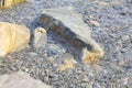 On the seashore the rocks are washed by waves Royalty Free Stock Photo