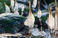 the seashore, rocky seashore, bare ice, blades of grass frozen with pieces of ice, natural formations Royalty Free Stock Photo