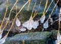 the seashore, rocky seashore, bare ice, blades of grass frozen with pieces of ice, natural formations Royalty Free Stock Photo