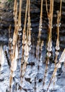 the seashore, rocky seashore, bare ice, blades of grass frozen with pieces of ice, natural formations Royalty Free Stock Photo