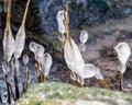 the seashore, rocky seashore, bare ice, blades of grass frozen with pieces of ice, natural formations