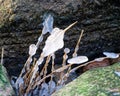 the seashore, rocky seashore, bare ice, blades of grass frozen with pieces of ice, natural formations