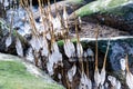 the seashore, rocky seashore, bare ice, blades of grass frozen with pieces of ice, natural formations