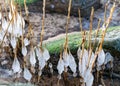 the seashore, rocky seashore, bare ice, blades of grass frozen with pieces of ice, natural formations