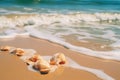 Seashore scene with shells on the sandy beach... seashore scene with shells on the sandy beach.