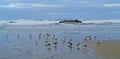 Seashore Scenic - Colony of gulls